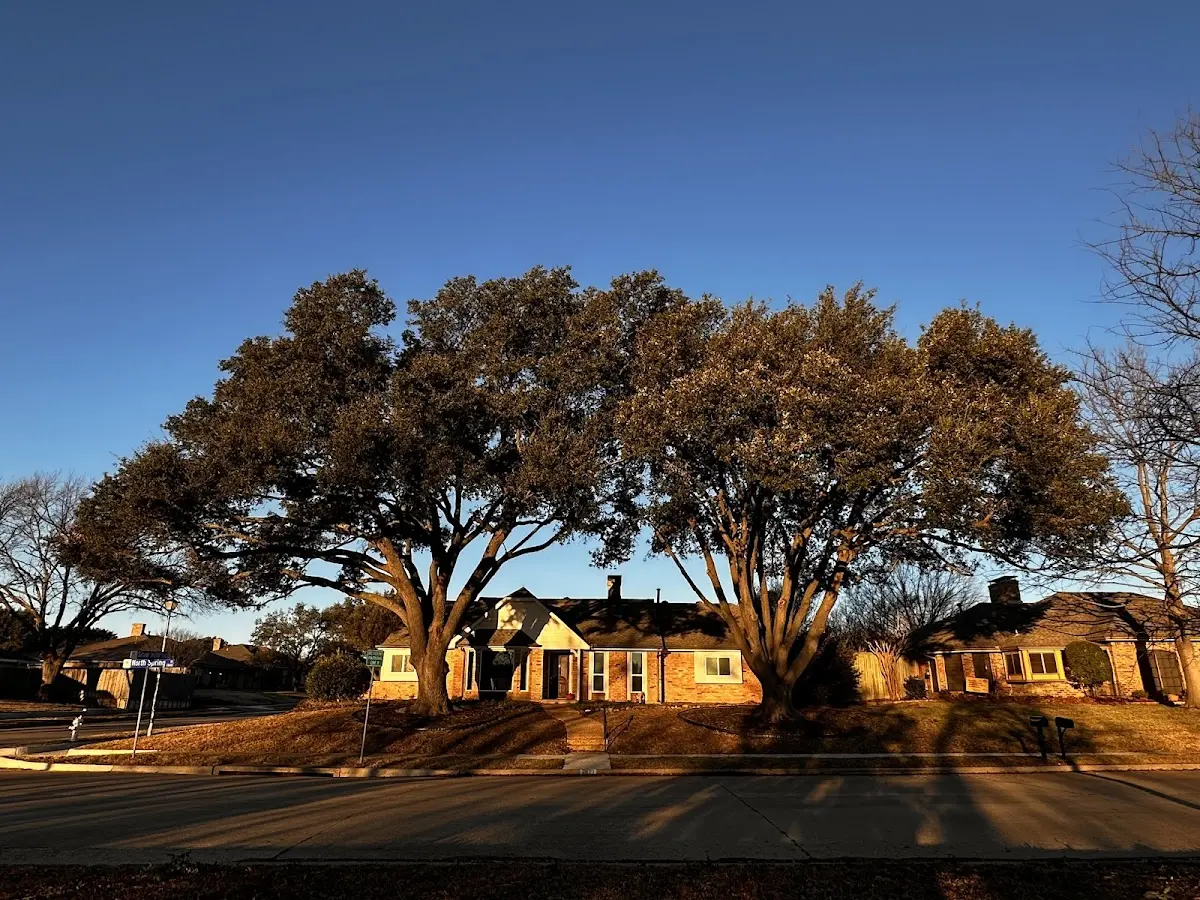 Established residential canopy tree shading a home in Perryville